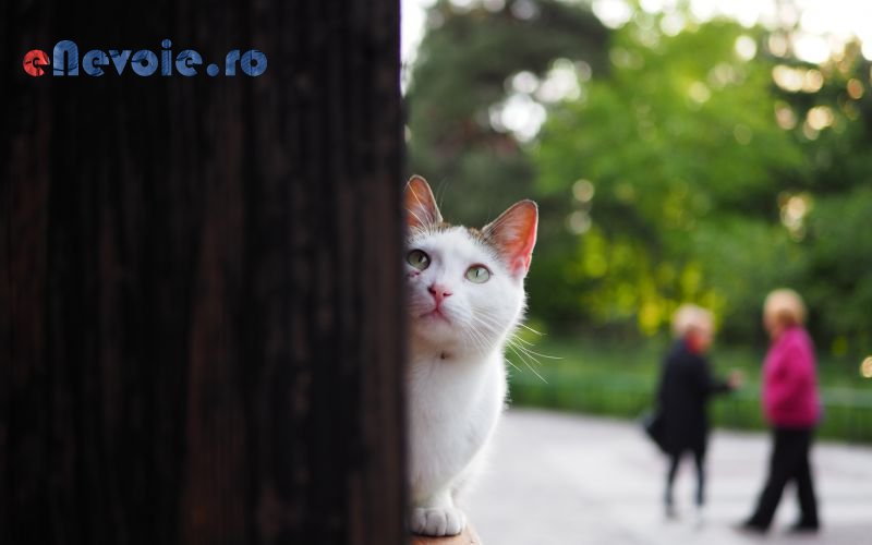 Imagine din portofoliu de lucrari