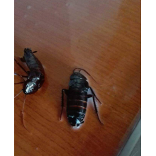 Avatar profil-utilizator/deratdezin.vest@yahoo.com/deratdezin.vest@yahoo.com20160707164837.png