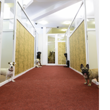 Avatar profil-utilizator/info@ringstar.ro/info@ringstar.ro20160704174809.png