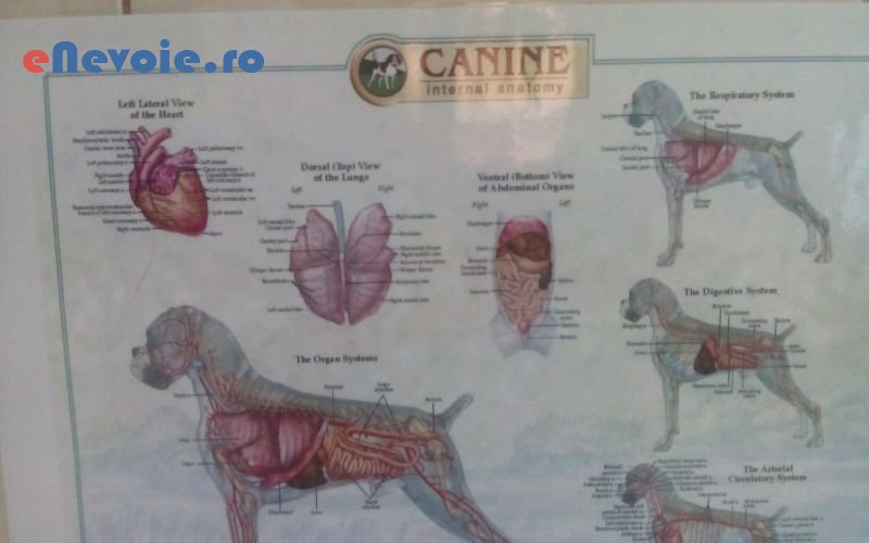 4cabinet-medical-individual-servicii-medicale--mihai-matiut-65.png