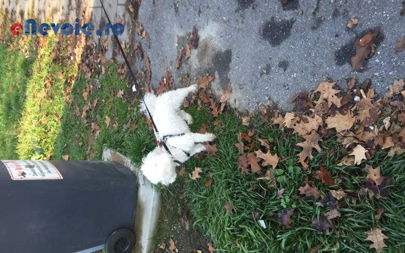 Imagine din portofoliu de lucrari