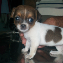 Avatar profil-utilizator/pfa-cabinet-medical-veterinar-individual-dr-hategan-bianca-srl-9146-8a/pfa-cabinet-medical-veterinar-individual-dr-hategan-bianca-srl-cabinet-medical-individual-servicii-medicale--20170309100522.png