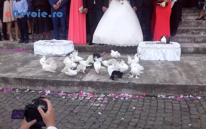 6porumbei-nunta-organizari-evenimente--porumbei-albin.png