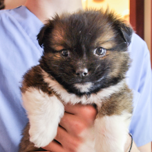 Avatar profil-utilizator/sc-artofvet-srl-0948-21/sc-artofvet-s-clinica-veterinara-ingrijire-animale--20180806140239.png