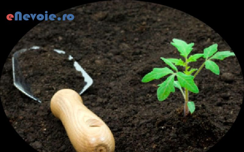 2reconditionari-suprafete-din-lemn-acoperisuri-constructii-industriale-constructii-civile-constructii--sc-brusswood-.png