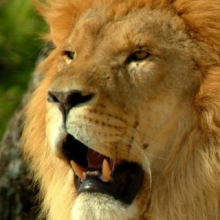 Avatar profil-utilizator/sc-contur-divers-srl-2520-60/sc-contur-div-grafica-si-design-reincarcare-cartuse-imprimanta-print-outdoor-gravare-laser-serigrafie-sablare-legatorie-copertare--20170508134657.png