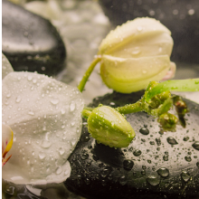 Avatar profil-utilizator/sc-dasada-relax-srl-d-4199-c8/sc-dasada-relax-srl-d-relaxare-si-masaj-cosmetica-si-ingrijire-corporala-cosmetica-relaxare--20180624140830.png