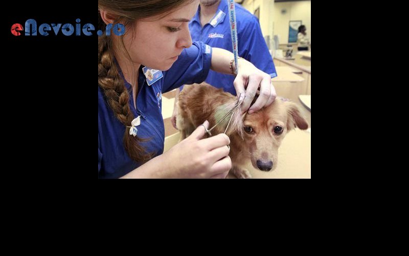 Imagine din portofoliu de lucrari