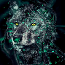 Avatar profil-utilizator/titty-turcu-4457-de/titty-turcu-dresaj-animale-ingrijire-animale--20170409115645.png